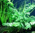 Aquarium Aquatic Plants African fern, Congo fern Photo and characteristics