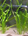 Freshwater Plants Straight vallisneria   Photo