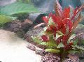 Aquarium Plants Red hygrophila   Photo