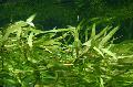 Aquarium Aquatic Plants Zosterella dubia Photo and characteristics