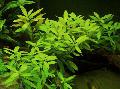 Aquarium Aquatic Plants Dwarf hygrophila Photo and characteristics