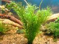 Aquarium Aquatic Plants Hydrotriche hottoniiflora Photo and characteristics