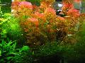 Aquarium Aquatic Plants Red cabomba Photo and characteristics