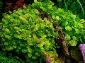 Freshwater Plants Chinese ivy, Japanese cress   Photo