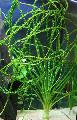 Süßwasser Pflanzen Kamerun Crinum   Foto