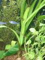 Süßwasser Pflanzen Zwiebelpflanze, Wasser Zwiebel   Foto