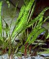 Aquarium Aquatic Plants Cryptocoryne aponogetifolia Photo and characteristics