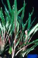 Süßwasser Pflanzen Cryptocoryne Albida   Foto
