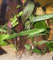 Süßwasser Pflanzen Riesen Crypt   Foto