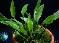 Süßwasser Pflanzen Cryptocoryne Lucens   Foto