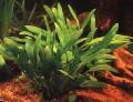 Aquarium Aquatic Plants Cryptocoryne willisii Photo and characteristics