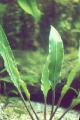 Freshwater Plants Cryptocoryne ciliata   Photo