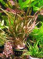 Freshwater Plants Cryptocoryne retrospiralis   Photo