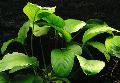 Freshwater Plants Broad Leaved Anubias   Photo