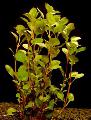 Freshwater Plants Ludwigia palustris   Photo