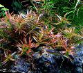 Freshwater Plants Ludwigia arcuata   Photo