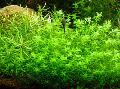 Freshwater Plants Hemianthus micranthemoides   Photo