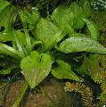 Freshwater Plants Ottelia alismoides   Photo