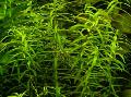 Aquarium Aquatic Plants Water hedge Photo and characteristics