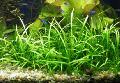 Aquarium Aquatic Plants Sagittaria spec Photo and characteristics