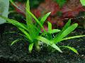 Aquarium Aquatic Plants Sagittaria platyphylla Photo and characteristics