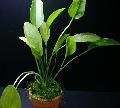 Freshwater Plants Echinodorus aschersonianus   Photo