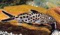 Aquarium Fishes Cuckoo Synodontis Photo