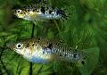 Photo Freshwater Fish Limia vitata 