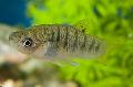 Photo Freshwater Fish Hump-backed Limia 
