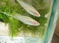 Aquarium Fishes Swordtail Photo