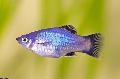 Photo Freshwater Fish Xiphophorus maculatus 