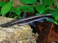Photo Freshwater Fish Shovelnose catfish, Lima Shovelnose catfish 