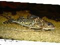 Photo Freshwater Fish Pictus Catfish 