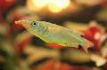 Photo Freshwater Fish Nomorhamphus liemi 
