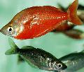 Photo Freshwater Fish Red rainbowfish 