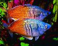 Akvariefiskar Boesemans Rainbow Fil
