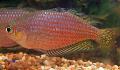 Photo Freshwater Fish Melanotaenia splendida rubrostriata 