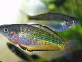Photo Freshwater Fish Murray river rainbowfish 