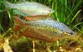 Photo Freshwater Fish Melanotaenia splendida splendida 