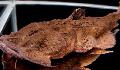 Photo Freshwater Fish Frog Mouth catfish 
