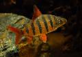 Aquarium Fishes Six-banded Distichodus  Photo
