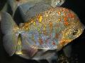 Photo Freshwater Fish Myleus rubripinnis luna 
