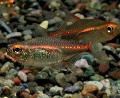 Photo Freshwater Fish Glowlight Tetra 
