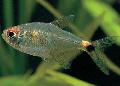 Photo Freshwater Fish Head and tail light tetra 