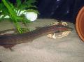 Photo Freshwater Fish Fire Eel 