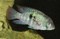 Photo Freshwater Fish Blue Acara 