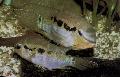 Photo Freshwater Fish Krobia itanyi 