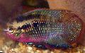 Aquarium Fishes Red-Breasted Acara Photo
