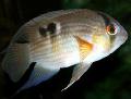 Photo Freshwater Fish Keyhole cichlidi 