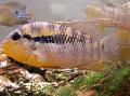 Photo Freshwater Fish Banded Acara 